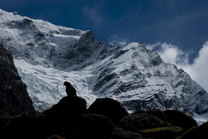 Kea e Rob Roy glacier